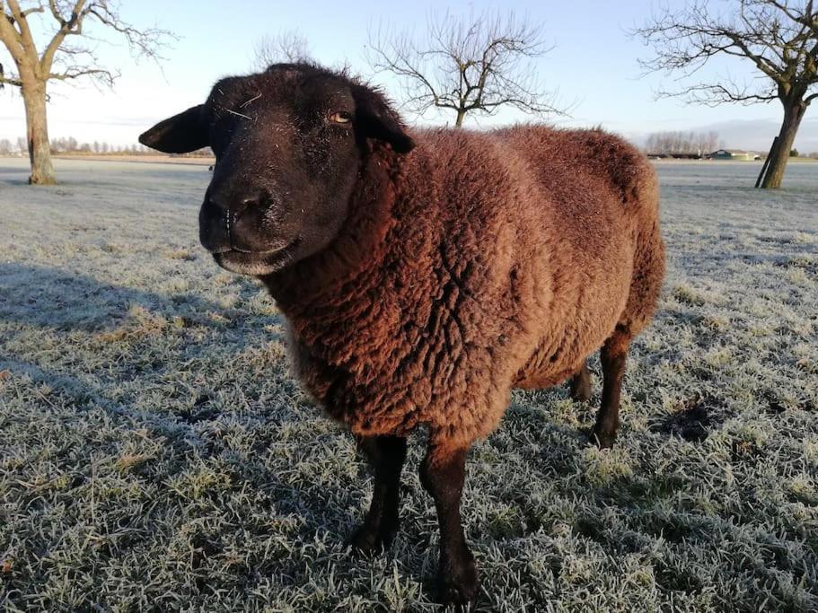 'T Winkeltje - Vakantiehuisje Op Boerderij Huize Blokland Hem 외부 사진